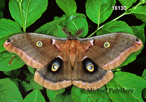Polyphemus Moth (Antheraea polyphemus)